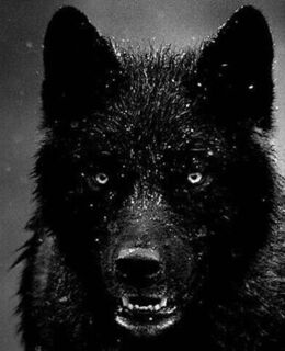 Алик Маликов